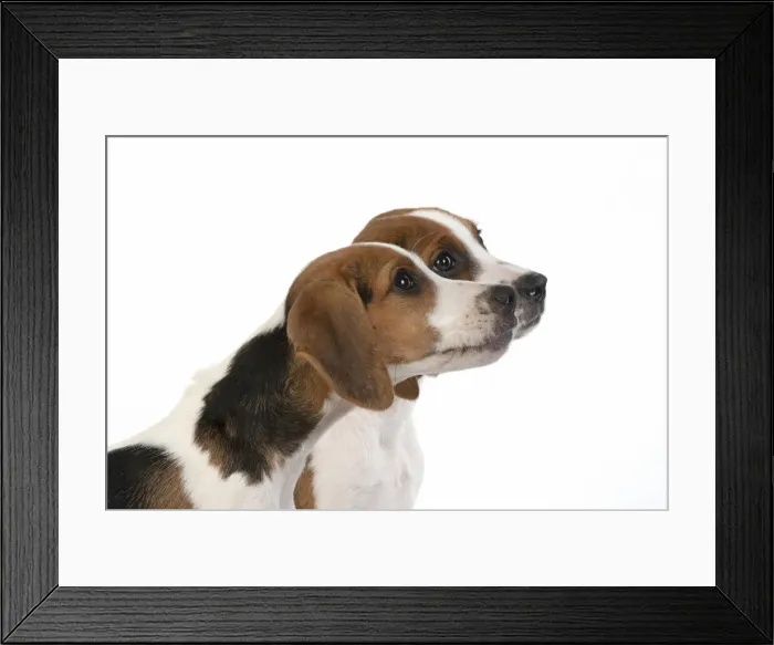 Framed Print : DOG. Beagle puppies x2 ( 16 weeks old ), portrait, head study, profile, studio, white background Framed Print : DOG. Beagle puppies x2 ( 16 weeks old ), portrait, head study, profile, studio, white background
