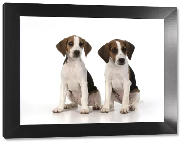 DOG. Beagle puppies x2 ( 16 weeks old ), portrait, studio, white background
