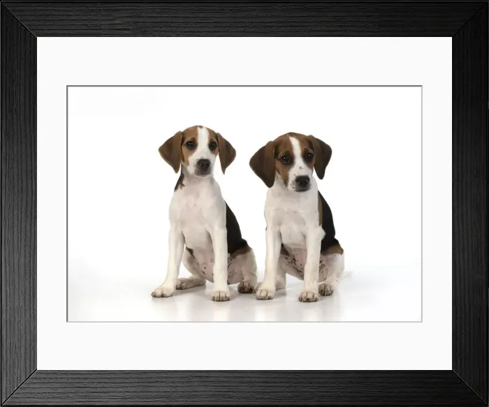 Framed Print : DOG. Beagle puppies x2 ( 16 weeks old ), portrait, studio, white background Framed Print : DOG. Beagle puppies x2 ( 16 weeks old ), portrait, studio, white background