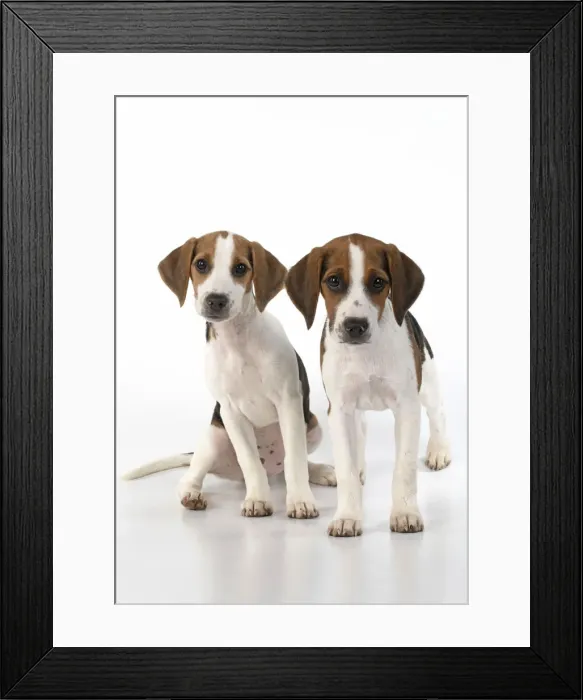 Framed Print : DOG. Beagle puppies x2 ( 16 weeks old ), portrait, studio, white background Framed Print : DOG. Beagle puppies x2 ( 16 weeks old ), portrait, studio, white background