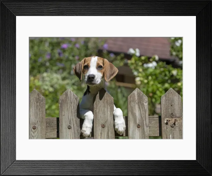 Framed Print : DOG. Beagle puppy ( 16 weeks old ), portrait, looking over a gate paws over, garden Framed Print : DOG. Beagle puppy ( 16 weeks old ), portrait, looking over a gate paws over, garden