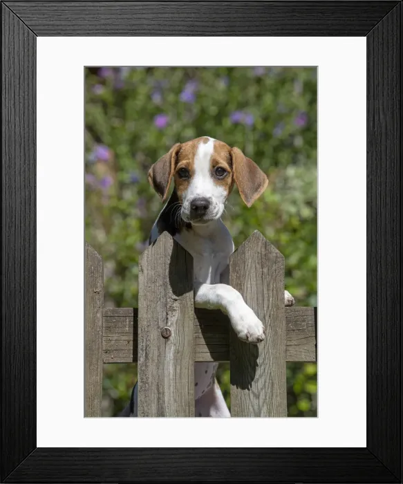 Framed Print : DOG. Beagle puppy ( 16 weeks old ), portrait, looking over a gate paws over, garden