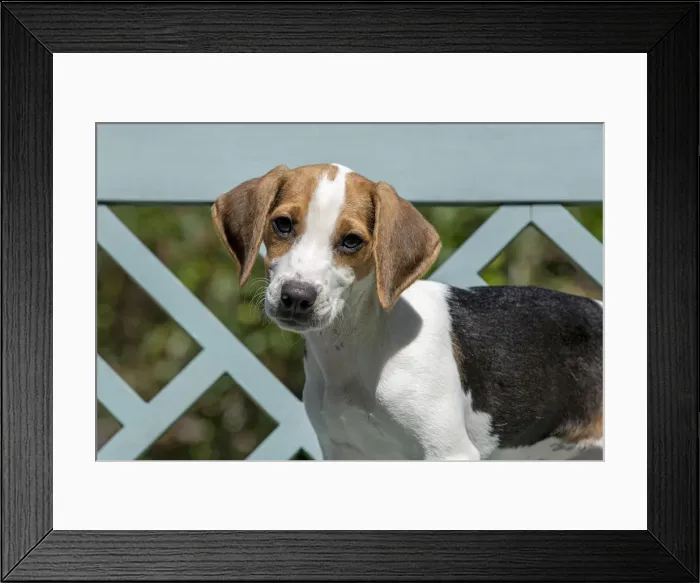 Framed Print : DOG. Beagle puppy ( 16 weeks old ), portrait, sitting on a garden bench, summer