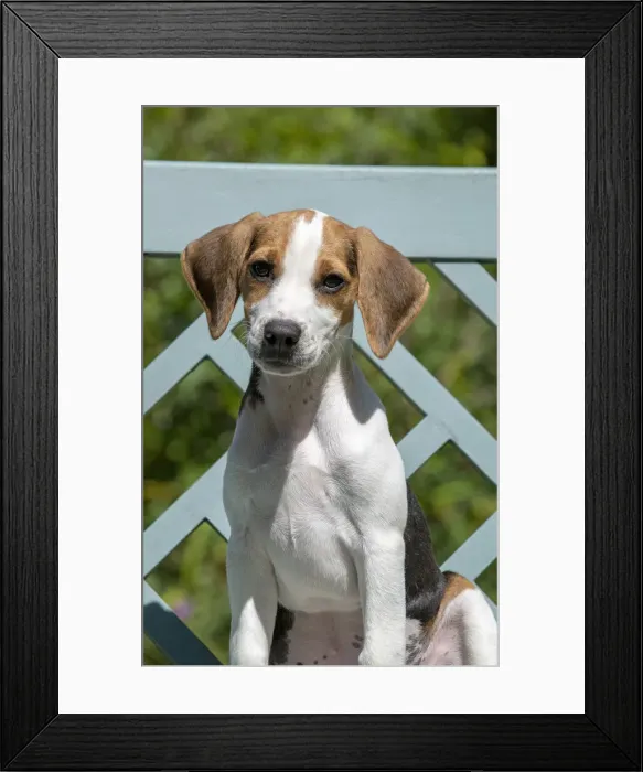 Framed Print : DOG. Beagle puppy ( 16 weeks old ), portrait, sitting on a garden bench, summer Framed Print : DOG. Beagle puppy ( 16 weeks old ), portrait, sitting on a garden bench, summer