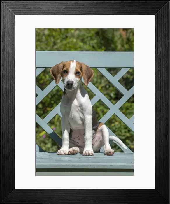 Framed Print : DOG. Beagle puppy ( 16 weeks old ), portrait, sitting on a garden bench, summer Framed Print : DOG. Beagle puppy ( 16 weeks old ), portrait, sitting on a garden bench, summer