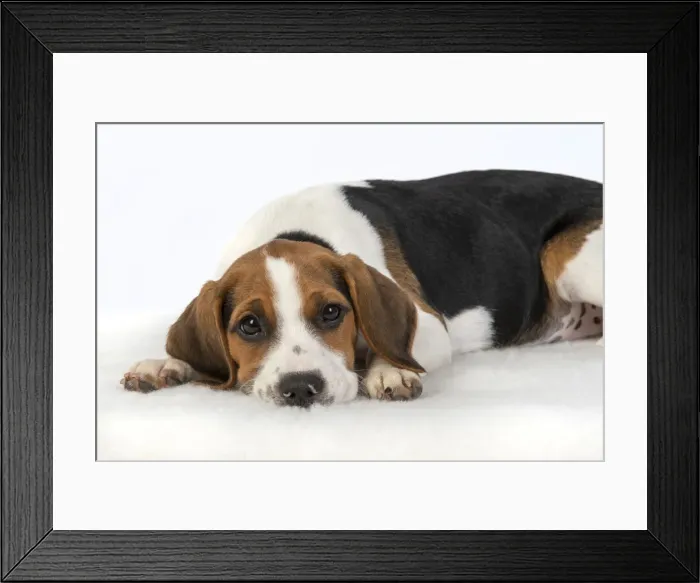 Framed Print : DOG. Beagle puppy ( 16 weeks old ), sleepy laying down, , studio, white background Framed Print : DOG. Beagle puppy ( 16 weeks old ), sleepy laying down, , studio, white background