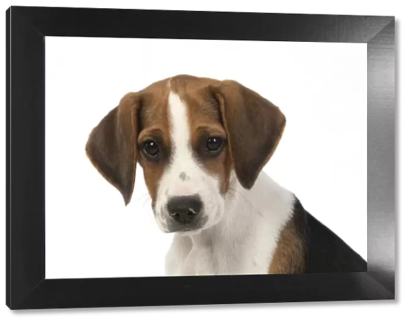 DOG. Beagle puppy ( 16 weeks old ), portrait, studio, white background