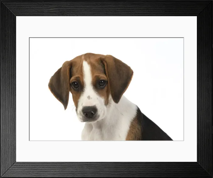 Framed Print : DOG. Beagle puppy ( 16 weeks old ), portrait, studio, white background Framed Print : DOG. Beagle puppy ( 16 weeks old ), portrait, studio, white background