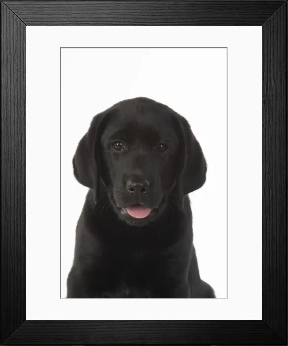 Framed Print : DOG. Black labarador puppy (10 weeks old ) head study, expressions, studio, white background Framed Print : DOG. Black labarador puppy (10 weeks old ) head study, expressions, studio, white background
