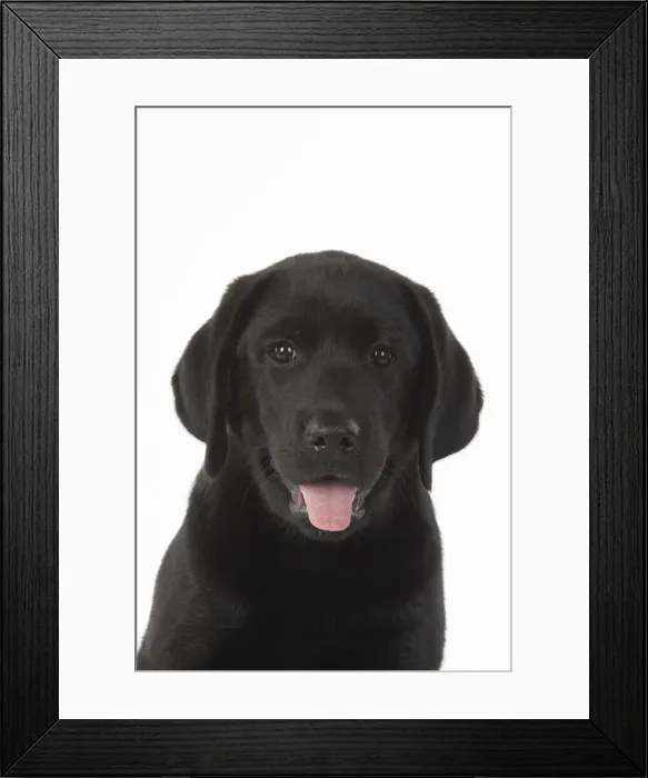 Framed Print : DOG. Black labarador puppy (10 weeks old ) head study, expressions, studio, white background Framed Print : DOG. Black labarador puppy (10 weeks old ) head study, expressions, studio, white background