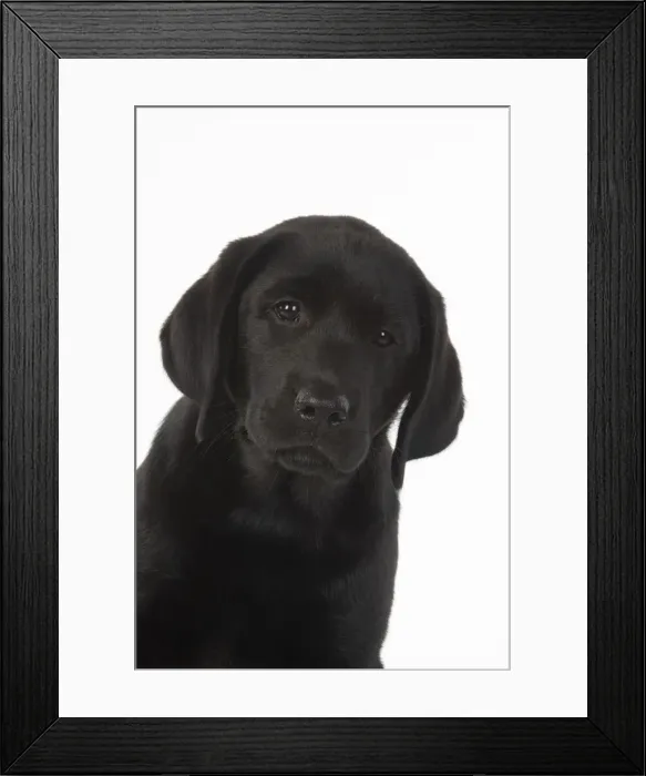 Framed Print : DOG. Black labarador puppy (10 weeks old ) head study, expressions, studio, white background Framed Print : DOG. Black labarador puppy (10 weeks old ) head study, expressions, studio, white background