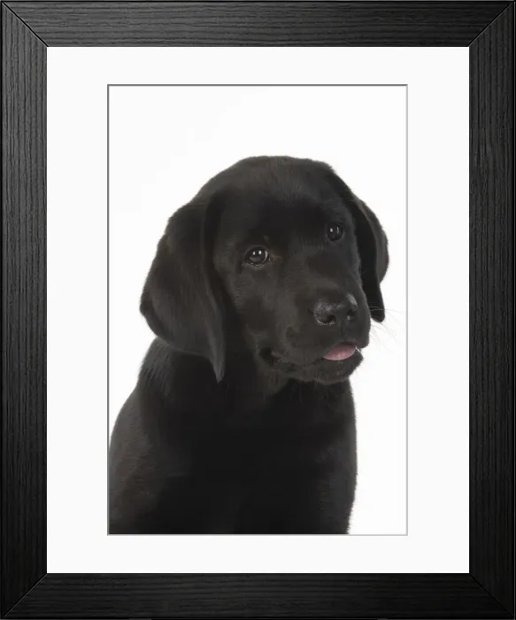 Framed Print : DOG. Black labarador puppy (10 weeks old ) head study, expressions, studio, white background Framed Print : DOG. Black labarador puppy (10 weeks old ) head study, expressions, studio, white background