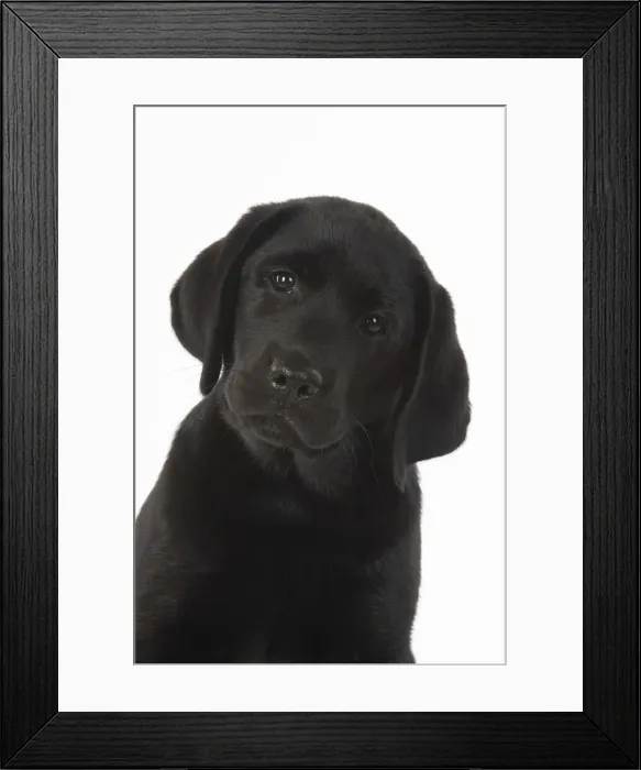 Framed Print : DOG. Black labarador puppy (10 weeks old ) head study, expressions, studio, white background Framed Print : DOG. Black labarador puppy (10 weeks old ) head study, expressions, studio, white background