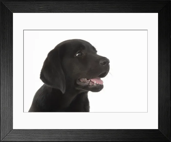 Framed Print : DOG. Black labarador puppy (10 weeks old ) head study, expressions, studio, white background Framed Print : DOG. Black labarador puppy (10 weeks old ) head study, expressions, studio, white background