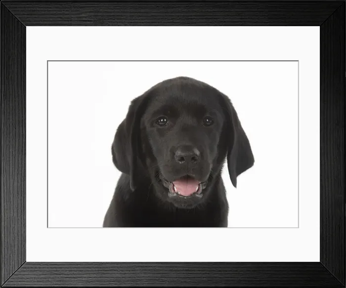 Framed Print : DOG. Black labarador puppy (10 weeks old ) head study, expressions, studio, white background Framed Print : DOG. Black labarador puppy (10 weeks old ) head study, expressions, studio, white background
