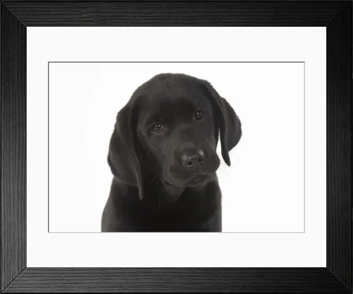Framed Print : DOG. Black labarador puppy (10 weeks old ) head study, expressions, studio, white background Framed Print : DOG. Black labarador puppy (10 weeks old ) head study, expressions, studio, white background