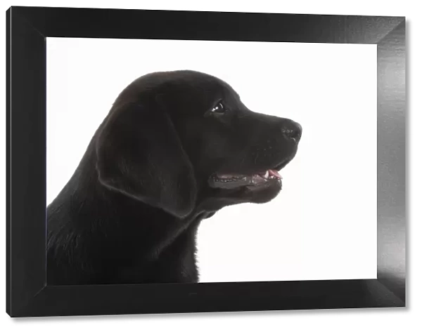 DOG. Black labarador puppy (10 weeks old ) head study, expressions, studio, white background