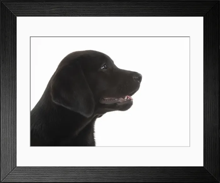 Framed Print : DOG. Black labarador puppy (10 weeks old ) head study, expressions, studio, white background Framed Print : DOG. Black labarador puppy (10 weeks old ) head study, expressions, studio, white background