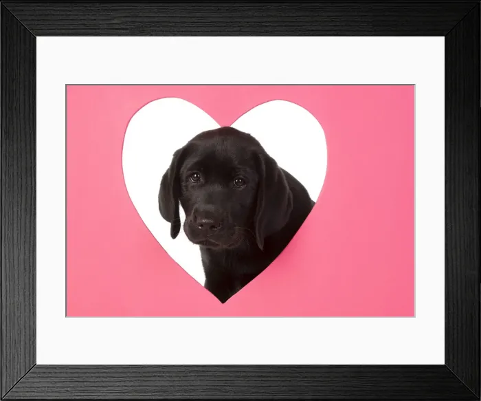 Framed Print : DOG. Black labarador puppy (10 weeks old ) head study, looking through heart shaped hole, studio, white background Framed Print : DOG. Black labarador puppy (10 weeks old ) head study, looking through heart shaped hole, studio, white background