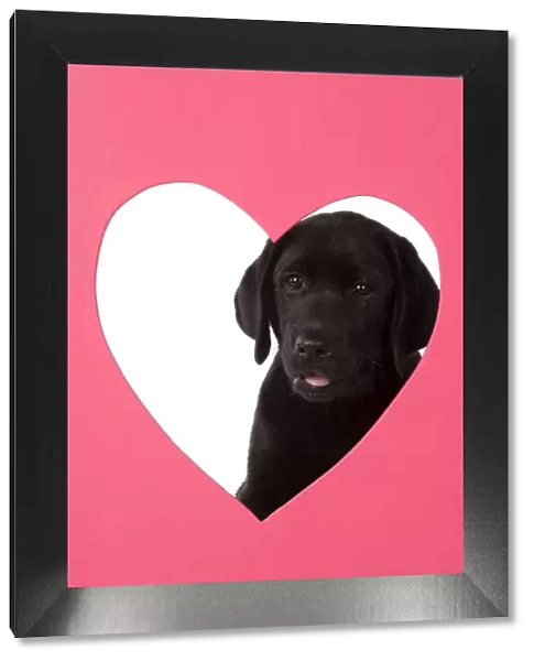 DOG. Black labarador puppy (10 weeks old ) head study, looking through heart shaped hole, studio, white background
