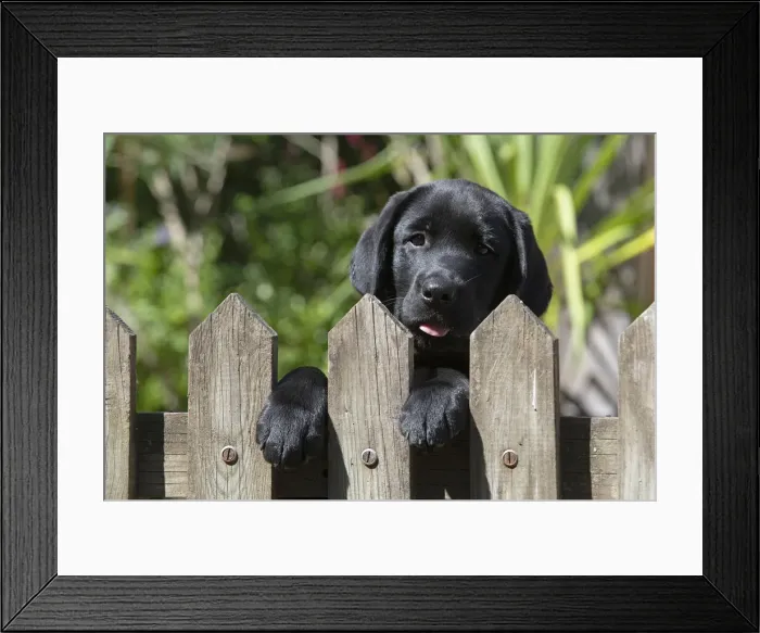 Framed Print : DOG. Black labarador puppy (10 weeks old ) head study, looking over a gate in a garden Framed Print : DOG. Black labarador puppy (10 weeks old ) head study, looking over a gate in a garden