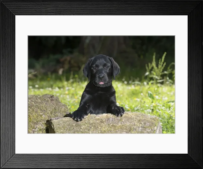 Framed Print : DOG. Black labarador puppy (10 weeks old ) paws on a mossy log in a garden Framed Print : DOG. Black labarador puppy (10 weeks old ) paws on a mossy log in a garden