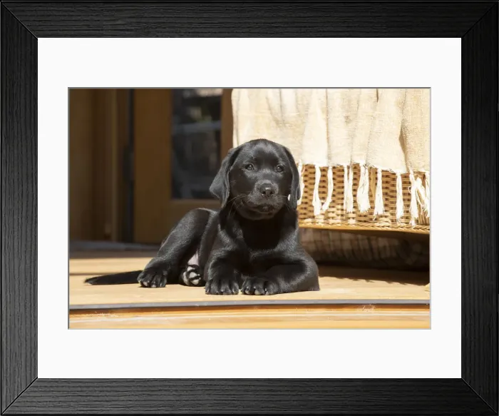Framed Print : DOG. Black labarador puppy (10 weeks old ) laying in the doorway of a garden room looking out Framed Print : DOG. Black labarador puppy (10 weeks old ) laying in the doorway of a garden room looking out