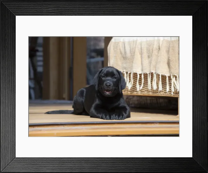 Framed Print : DOG. Black labarador puppy (10 weeks old ) laying in the doorway of a garden room looking out