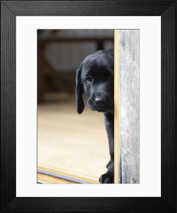Framed Print : DOG. Black labarador puppy (10 weeks old ) standing in the doorway of a garden room with its head looking around the corner Framed Print : DOG. Black labarador puppy (10 weeks old ) standing in the doorway of a garden room with its head looking around the corner