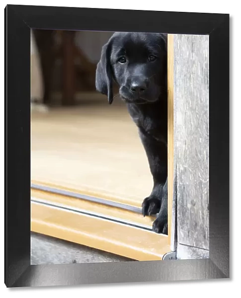 DOG. Black labarador puppy (10 weeks old ) standing in the doorway of a garden room with its head looking around the corner