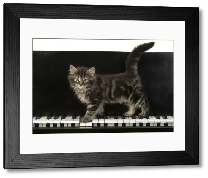 Framed Print : CAT. Kitten, brown tabby (8 weeks old )standing on a piAno keys Framed Print : CAT. Kitten, brown tabby (8 weeks old )standing on a piAno keys