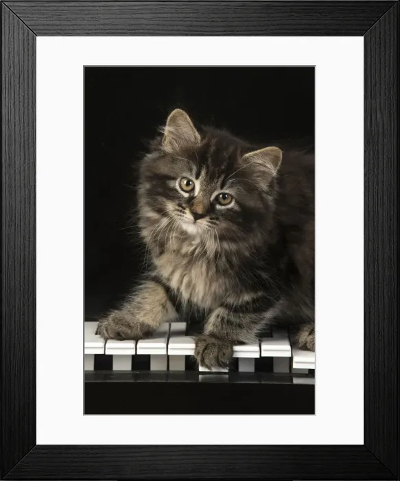 Framed Print : CAT. Kitten, brown tabby (8 weeks old ) sitting on a piano keys Framed Print : CAT. Kitten, brown tabby (8 weeks old ) sitting on a piano keys