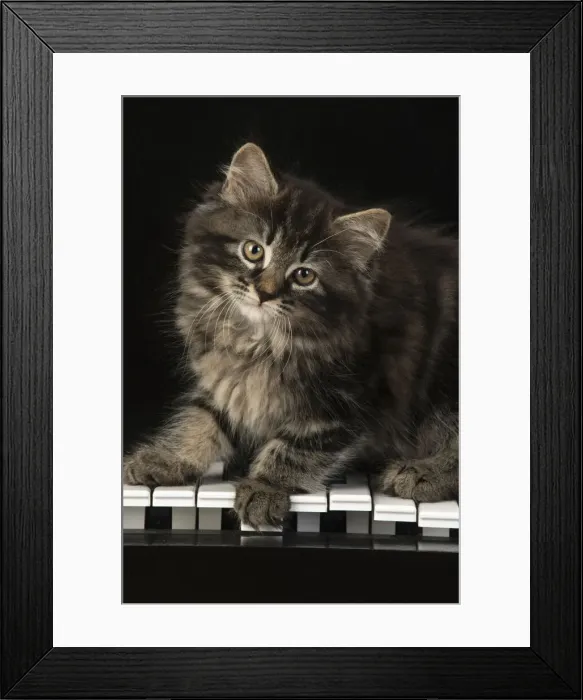 Framed Print : CAT. Kitten, brown tabby (8 weeks old ) sitting on a piano keys Framed Print : CAT. Kitten, brown tabby (8 weeks old ) sitting on a piano keys