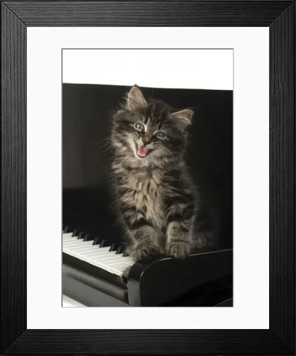 Framed Print : CAT. Kitten, brown tabby (8 weeks old ) sitting on a piano keys, mouth open Framed Print : CAT. Kitten, brown tabby (8 weeks old ) sitting on a piano keys, mouth open