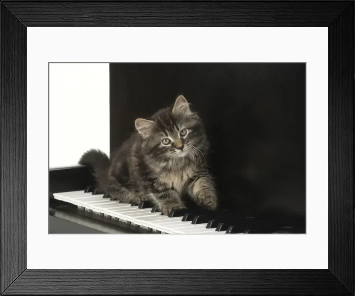 Framed Print : CAT. Kitten, brown tabby (8 weeks old ) sitting on a piano keys Framed Print : CAT. Kitten, brown tabby (8 weeks old ) sitting on a piano keys