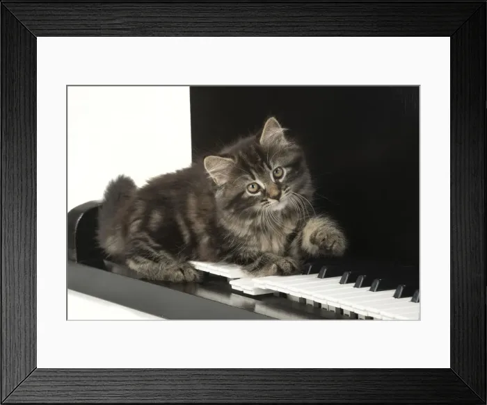 Framed Print : CAT. Kitten, brown tabby (8 weeks old ) laying on a piano keys Framed Print : CAT. Kitten, brown tabby (8 weeks old ) laying on a piano keys