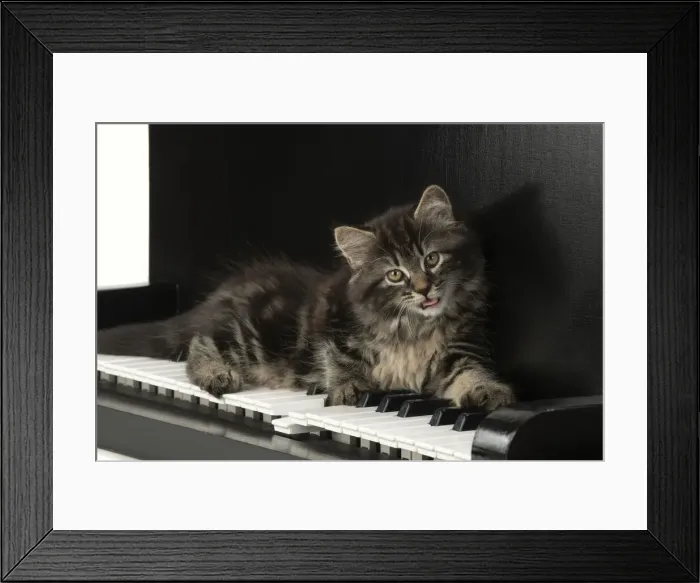 Framed Print : CAT. Kitten, brown tabby (8 weeks old ) laying on a piano keys Framed Print : CAT. Kitten, brown tabby (8 weeks old ) laying on a piano keys