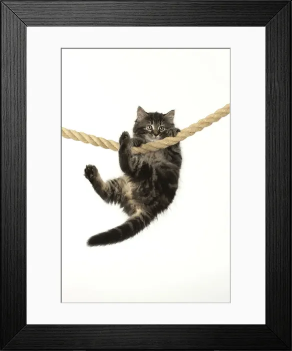 Framed Print : CAT. Kitten, brown tabby (8 weeks old ) playing  /  hanging on to a rope, studio