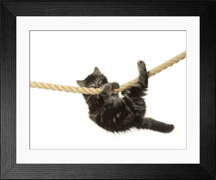Framed Print : CAT. Kitten, brown tabby (8 weeks old ) playing / hanging on to a rope, studio Framed Print : CAT. Kitten, brown tabby (8 weeks old ) playing / hanging on to a rope, studio