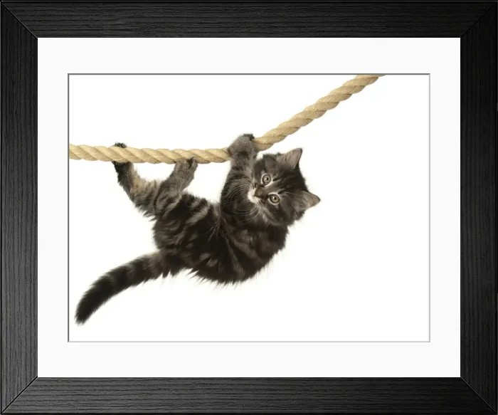 Framed Print : CAT. Kitten, brown tabby (8 weeks old ) playing / hanging on to a rope, studio Framed Print : CAT. Kitten, brown tabby (8 weeks old ) playing / hanging on to a rope, studio