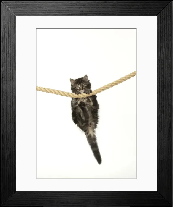 Framed Print : CAT. Kitten, brown tabby (8 weeks old ) playing / hanging on to a rope, studio Framed Print : CAT. Kitten, brown tabby (8 weeks old ) playing / hanging on to a rope, studio