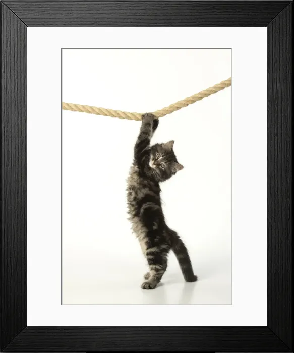 Framed Print : CAT. Kitten, brown tabby (8 weeks old ) playing / hanging on to a rope, studio Framed Print : CAT. Kitten, brown tabby (8 weeks old ) playing / hanging on to a rope, studio