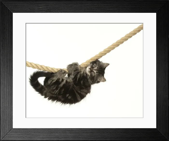 Framed Print : CAT. Kitten, brown tabby (8 weeks old ) playing / hanging on to a rope, studio Framed Print : CAT. Kitten, brown tabby (8 weeks old ) playing / hanging on to a rope, studio