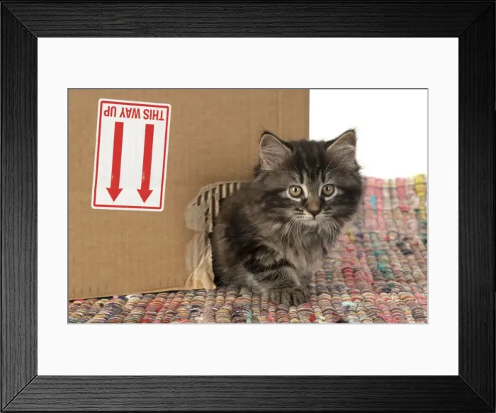 Framed Print : CAT. Kitten, brown tabby (8 weeks old ) looking out of a hole in a cardboard box Framed Print : CAT. Kitten, brown tabby (8 weeks old ) looking out of a hole in a cardboard box