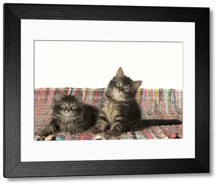 Framed Print : CAT. Kittens, brown tabby (8 weeks old ) sitting together on a multi coloured matt Framed Print : CAT. Kittens, brown tabby (8 weeks old ) sitting together on a multi coloured matt