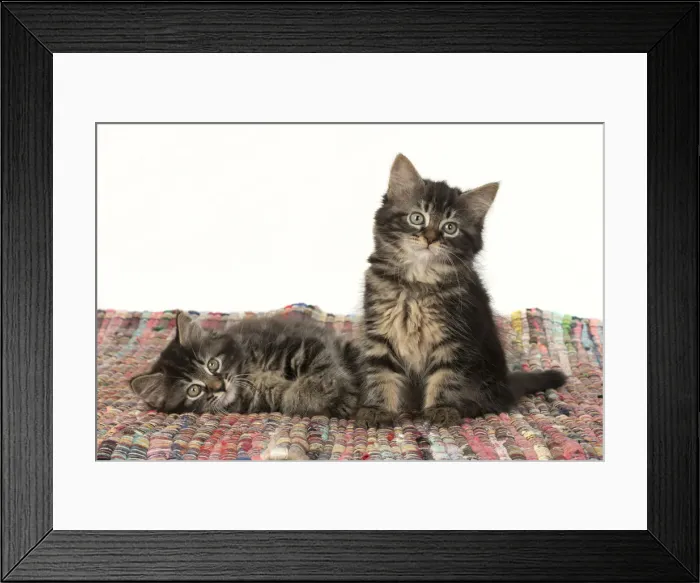 Framed Print : CAT. Kittens, brown tabby (8 weeks old ) sitting together on a multi coloured matt Framed Print : CAT. Kittens, brown tabby (8 weeks old ) sitting together on a multi coloured matt