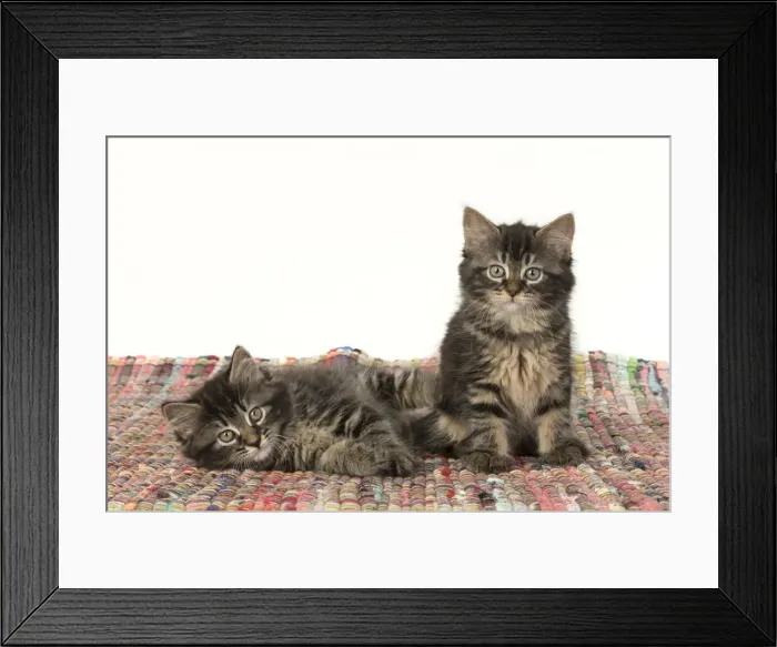 Framed Print : CAT. Kittens, brown tabby (8 weeks old ) sitting together on a multi coloured matt Framed Print : CAT. Kittens, brown tabby (8 weeks old ) sitting together on a multi coloured matt