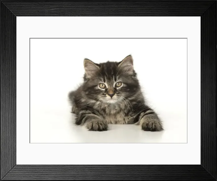 Framed Print : CAT. Kitten, brown tabby (8 weeks old ) sleepy, laying down, studio