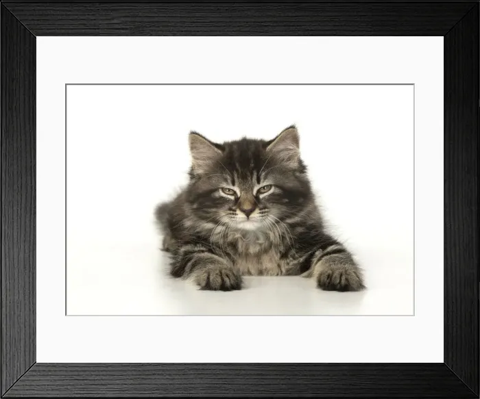 Framed Print : CAT. Kitten, brown tabby (8 weeks old ) sleepy, laying down, studio