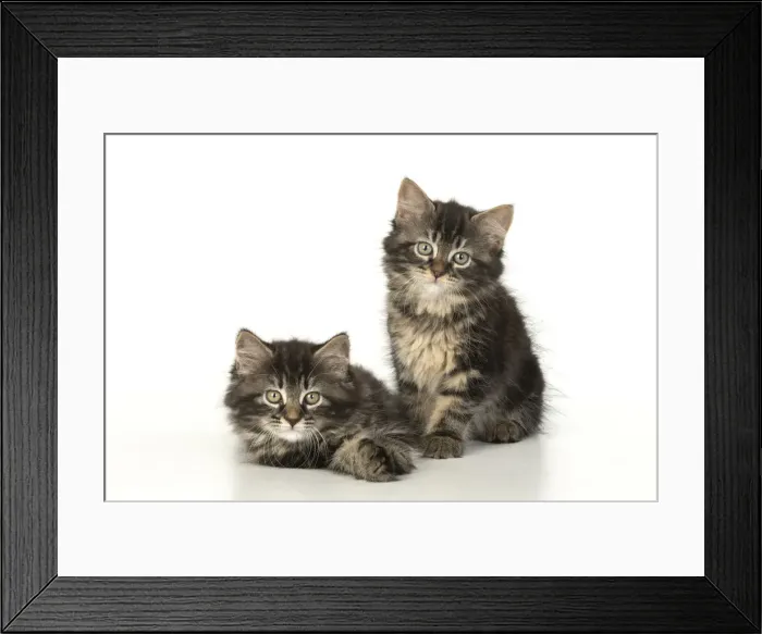 Framed Print : CAT. Kittens, brown tabby (8 weeks old ) sitting together, studio Framed Print : CAT. Kittens, brown tabby (8 weeks old ) sitting together, studio